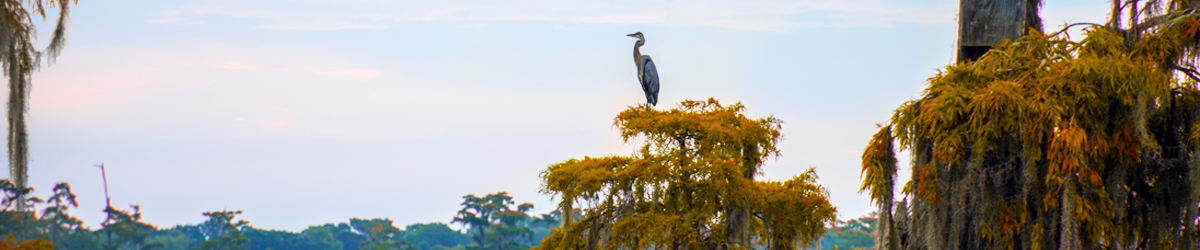 A heron perches atop a cypress tree in Louisiana